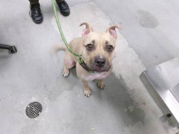 Rescue Mixed Breed Dogs for Adoption in Urbana, Illinois - Darcy | PetCurious