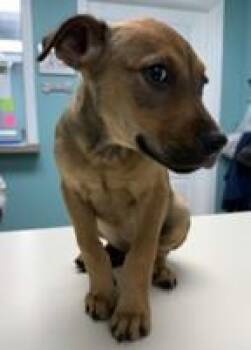 Sarafina -  Shepherd and Mixed Breed Dog for Adoption in Morristown, New Jersey - Sarafina | PetCurious