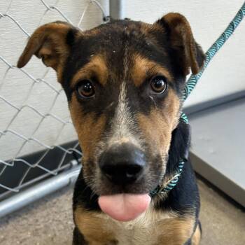 108165 -  Mixed Breed Dog for Adoption in Las Cruces, New Mexico - 108165 | PetCurious