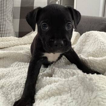 Pit Bull Terrier Dogs Available for Adoption in Chicago, Illinois - Gus ~ Coming Soon!!! | PetCurious