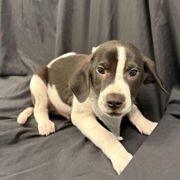 Mixed Breed Dogs Available for Adoption in Canal Winchester, Ohio - Pollock | PetCurious