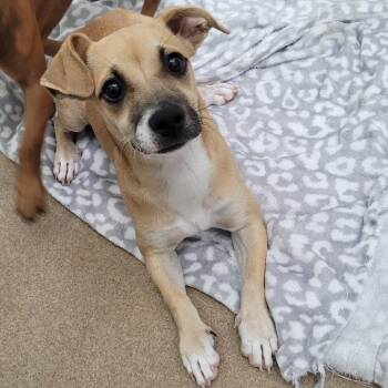 Millie -  Chihuahua Dog for Adoption in Bethel, Connecticut - Millie | PetCurious