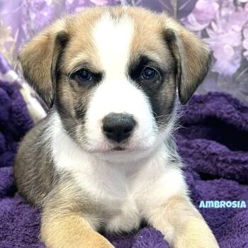 Australian Shepherd Dogs Available for Adoption - Ambrosia | PetCurious
