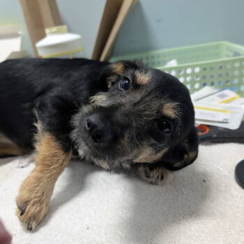 Rescue Schnauzer Dogs for Adoption in Chico, California - ASTRA | PetCurious