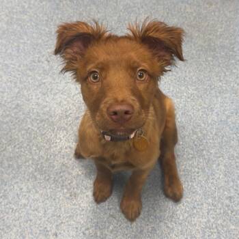 Mixed Breed Dogs Available for Adoption in Gainesville, Florida - Beignet | PetCurious