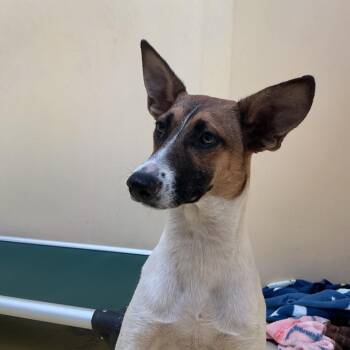 IVHS-Stray-139825 -  Shepherd and Mixed Breed Dog for Adoption in San Gabriel, California - IVHS-Stray-139825 | PetCurious