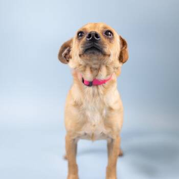 Chihuahua Dogs Available for Adoption in Portland, Oregon - Diesel | PetCurious