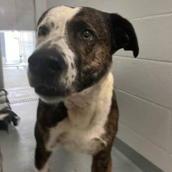 Big Chungus -  Mixed Breed Dog for Adoption in Spruce Pine, North Carolina - Big Chungus | PetCurious
