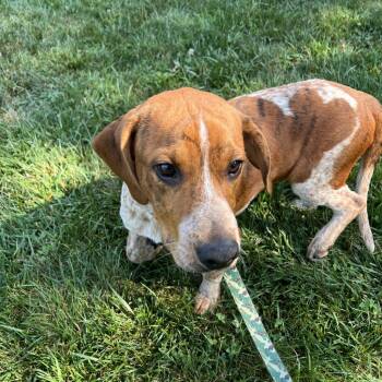 Barrel -  Mixed Breed Dog for Adoption in Edwardsville, Illinois - Barrel | PetCurious