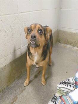 MYRTLE -  Chihuahua and Mixed Breed Dog for Adoption - MYRTLE | PetCurious