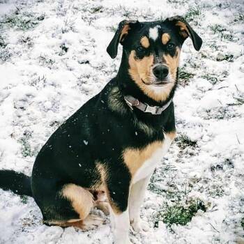 Rescue Shepherd Dogs for Adoption in Niagara Falls, Ontario - Reed (20250816-02) | PetCurious