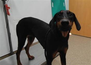 VALENTINA -  Doberman Pinscher and Mixed Breed Dog for Adoption in Albuquerque, New Mexico - VALENTINA | PetCurious