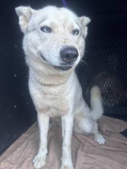Siberian Husky and Mixed Breed Dogs Available for Adoption in Tustin, California - ROXY | PetCurious