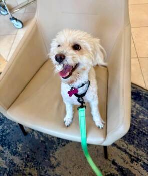 Pop Tart -  Mixed Breed Dog for Adoption in Wayne, New Jersey - Pop Tart | PetCurious