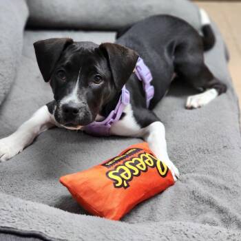 Mixed Breed Dogs Available for Adoption in Auburn, Alabama - Basil | PetCurious