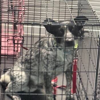 Scoop -  Cattle Dog and Mixed Breed Dog Available for Adoption in Jupiter, Florida - Scoop | PetCurious