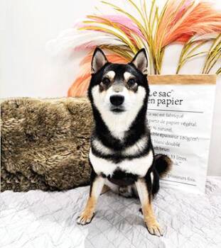 Rescue Shiba Inu Dogs for Adoption in Castro Valley, California - TIMMY | PetCurious