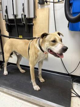 CHAMP -  Pit Bull Terrier Dog for Adoption in Corpus Christi, Texas - CHAMP | PetCurious