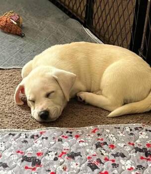 Daisy Mae -  Hound and Labrador Retriever Dog for Adoption in Malvern, Pennsylvania - Daisy Mae | PetCurious