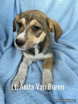 Rescue Mixed Breed Dogs for Adoption in Waunakee, Wisconsin - Lt Anita VanBuren | PetCurious