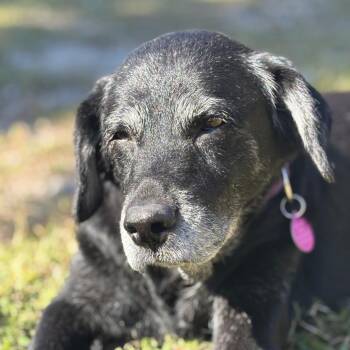 Rescue Black Labrador Retriever and Mixed Breed Dogs for Adoption in Merritt Island, Florida - Rita | PetCurious