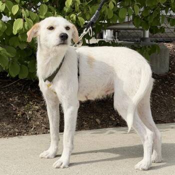 Cannoli -  Terrier and Mixed Breed Dog for Adoption in East Hampton, New York - Cannoli | PetCurious