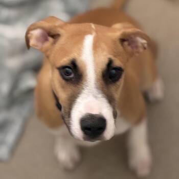 Big Boy -  Retriever and Mixed Breed Dog for Adoption in South Elgin, Illinois - Big Boy | PetCurious