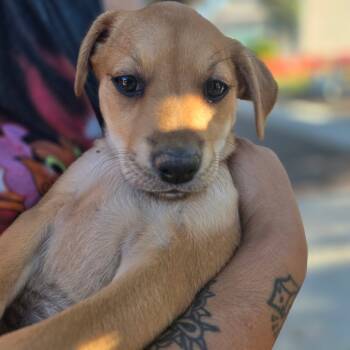 Rescue Terrier and Mixed Breed Dogs for Adoption in New Orleans, Louisiana - Dutch Apple | PetCurious