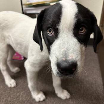 Pointer and Mixed Breed Dogs Available for Adoption - Rusty C-34487 | PetCurious