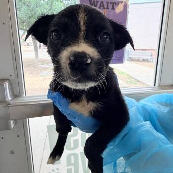 Black Labrador Retriever Dogs Available for Adoption in San Antonio, Texas - Arteon | PetCurious