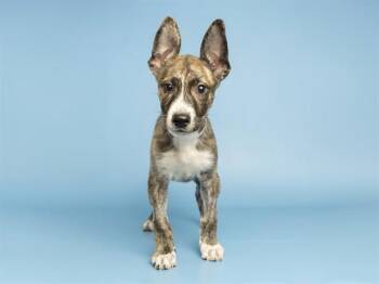 DOZER -  Pit Bull Terrier and Mixed Breed Dog for Adoption in Phoenix, Arizona - DOZER | PetCurious