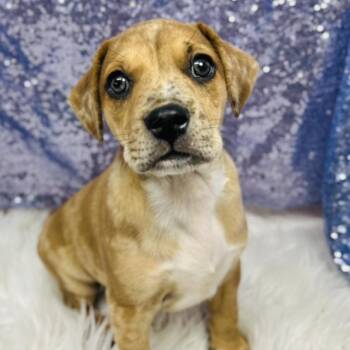 Mixed Breed Dogs Available for Adoption - Jack | PetCurious