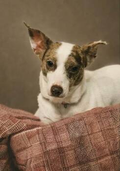 Rat Terrier Dogs Available for Adoption - Cocoa | PetCurious