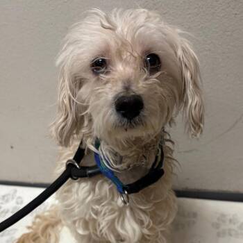 Poodle and Mixed Breed Dogs Available for Adoption in Yuma, Arizona - Charlie | PetCurious
