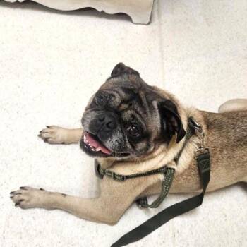 Pringles -  Pug Dog for Adoption in Alvin, Texas - Pringles | PetCurious