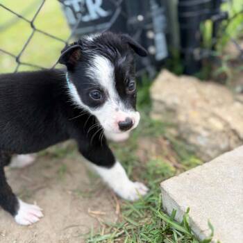 Oreo -  Labrador Retriever and Shepherd Dog for Adoption in Enterprise, Alabama - Oreo | PetCurious