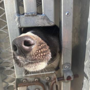 Mobile -  Shepherd Dog for Adoption in Greensboro, North Carolina - Mobile | PetCurious