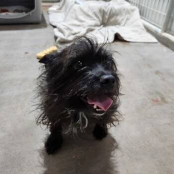 Rescue Cairn Terrier and Mixed Breed Dogs for Adoption in Dallas, Texas - Elliott | PetCurious
