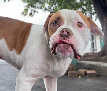 Rescue American Staffordshire Terrier Dogs for Adoption in Leona Valley, California - Winston | PetCurious