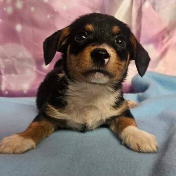 Hunter -  Chihuahua and Mixed Breed Dog for Adoption in Fort Collins, Colorado - Hunter | PetCurious