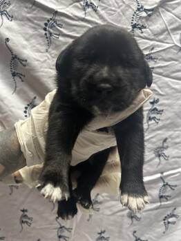 Rescue Pit Bull Terrier and Mixed Breed Dogs for Adoption in Riverside, California - GRIFFEN | PetCurious