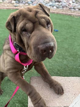 Rescue Shar Pei Dogs for Adoption in Lake Forest, California - Hippo | PetCurious