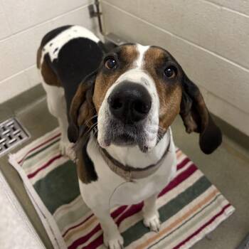 Hound Dogs Available for Adoption in Harrisonburg, Virginia - 70700 | PetCurious