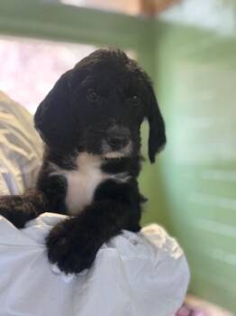 Hound Dogs Available for Adoption in Elmsford, New York - Cordelia | PetCurious