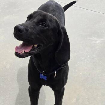 Kirby -  Bloodhound and Mixed Breed Dog for Adoption in Freeport, Florida - Kirby | PetCurious