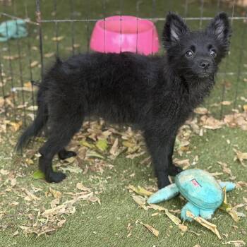 Winnie -  Pomeranian Dog for Adoption in Garland, Texas - Winnie | PetCurious