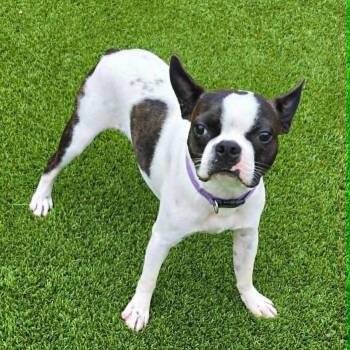 Charlie -  Boston Terrier Dog for Adoption in Chatham, New Jersey - Charlie | PetCurious