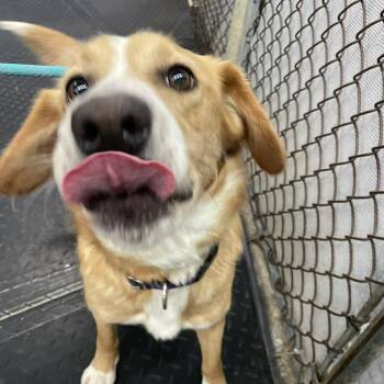 Golden Retriever and Labrador Retriever Dogs Available for Adoption - Kenya | PetCurious