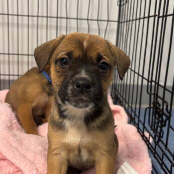 Australian Cattle Dog Blue Heeler and Pit Bull Terrier Dogs Available for Adoption - Temperance | PetCurious