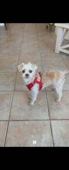 Shih Tzu Dogs Available for Adoption in Winter Garden, Florida - Freckles Speckles | PetCurious